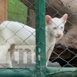 Zoológico Thomas Belt abre sus puertas para apreciar al bello pumita albino Foto: Zoológico Thomas Belt abre sus puertas para apreciar al bello pumita albino / TN8