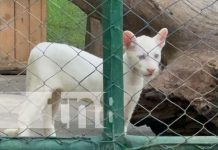 Foto: Zoológico Thomas Belt abre sus puertas para apreciar al bello pumita albino / TN8