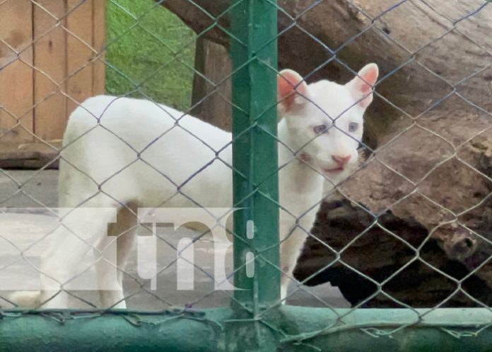 Foto: Zoológico Thomas Belt abre sus puertas para apreciar al bello pumita albino / TN8