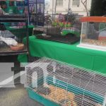 Foto: MARENA celebra primer festival nacional ¡Juntos protegemos a nuestras tortugas marinas!/TN8