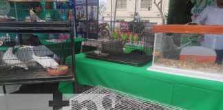 Foto: MARENA celebra primer festival nacional ¡Juntos protegemos a nuestras tortugas marinas!/TN8
