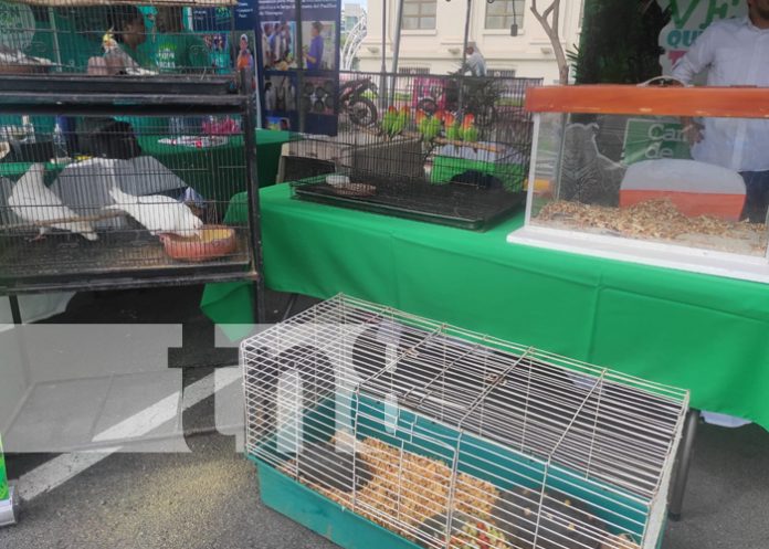 1 Foto: MARENA celebra primer festival nacional ¡Juntos protegemos a nuestras tortugas marinas!/TN8