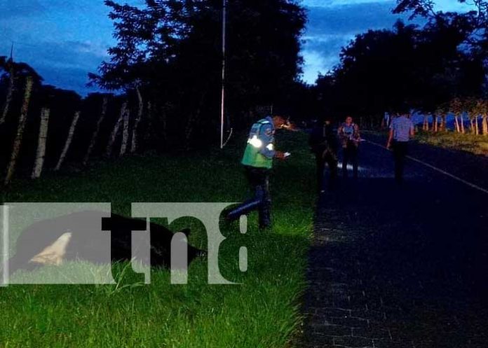 Foto: Motociclista y acompañante en estado reservado tras chocar contra vaca en Jalapa / TN8