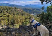 Tragedia en Blackhead Peak, Estados Unidos: Excursionista Muerto, Perro Sobrevive Foto: Tragedia en Blackhead Peak, Estados Unidos: Excursionista Muerto, Perro Sobrevive / Cortesía