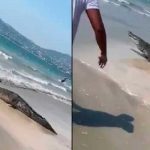 ¡Qué miedo! Aparece cocodrilo en la playa y causa pánico entre los turistas Aparece cocodrilo en la playa y causa pánico entre los turistas