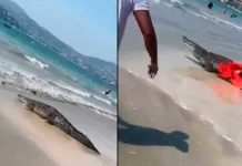 Aparece cocodrilo en la playa y causa pánico entre los turistas