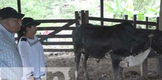 Ministerio de Agropecuario impulsa tecnologías innovadoras en fincas de Matiguás