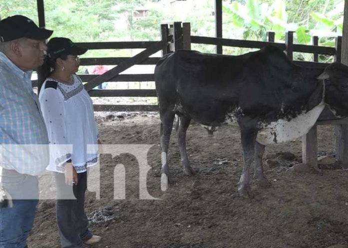 Ministerio de Agropecuario impulsa tecnologías innovadoras en fincas de Matiguás