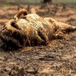 Incendios Amenazan la Fauna y Flora del Pantanal Brasileño Foto: Incendios Amenazan la Fauna y Flora del Pantanal Brasileño / Cortesía