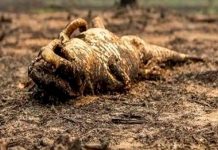 Incendios Amenazan la Fauna y Flora del Pantanal Brasileño Foto: Incendios Amenazan la Fauna y Flora del Pantanal Brasileño / Cortesía