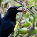 El zanate, ave que se alimenta de desperdicios e insectos El zanate, ave que se alimenta de desperdicios e insectos