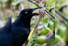 El zanate, ave que se alimenta de desperdicios e insectos