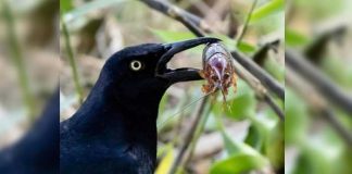 El zanate, ave que se alimenta de desperdicios e insectos
