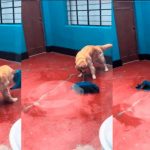 Foto: El perrito que ha sorprendido al mundo /cortesía