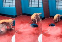 ¡Peludo y talentoso! perrito deja «boquiabiertos» a todos con sus habilidades Foto: El perrito que ha sorprendido al mundo /cortesía