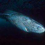 Tiburón de Groenlandia de 518 Años ah sido descubierto en Belice Foto: El tiburón más antiguo del mundo /cortesía