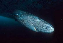Tiburón de Groenlandia de 518 Años ah sido descubierto en Belice Foto: El tiburón más antiguo del mundo /cortesía