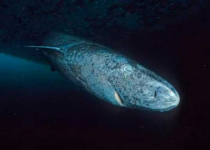 1 Foto: El tiburón más antiguo del mundo /cortesía