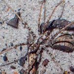 Foto: Arañas en Australia /cortesía