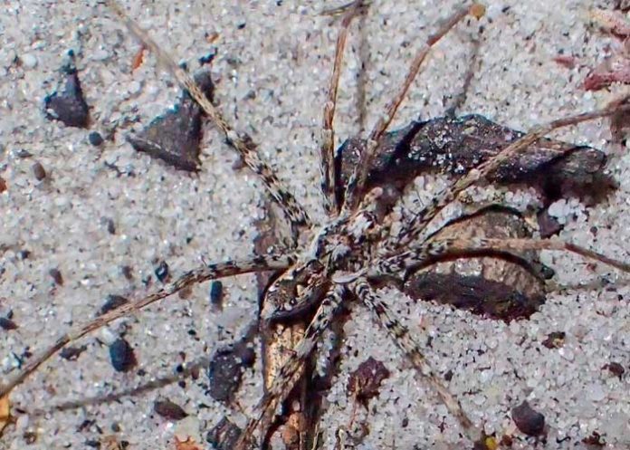 1 Foto: Arañas en Australia /cortesía