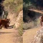 Casi se muere del susto: Trotaba por la montaña cuando se encontró una osa Trotaba por la montaña cuando se encontró una osa