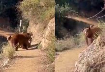 Trotaba por la montaña cuando se encontró una osa