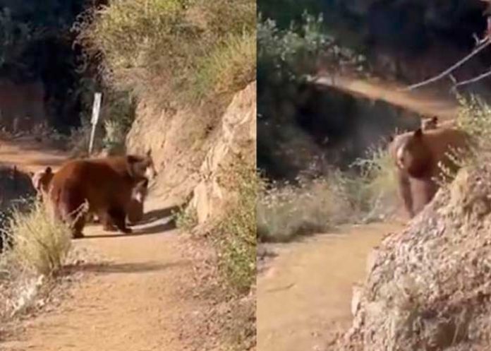 Trotaba por la montaña cuando se encontró una osa