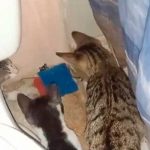 Foto: Gatos acorralan a un ratoncito /cortesía