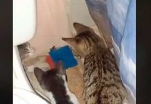 Video en TikTok muestra a tres gatos persiguiendo a un ratoncito indefenso Foto: Gatos acorralan a un ratoncito /cortesía