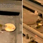 Le llevó una dona a su amiga: Rata solidaria se hace viral (Video)