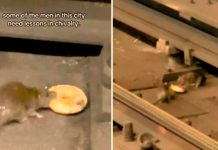 Le llevó una dona a su amiga: Rata solidaria se hace viral (Video) Le llevó una dona a su amiga: Rata solidaria se hace viral (Video)