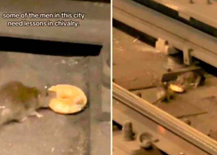 Le llevó una dona a su amiga: Rata solidaria se hace viral (Video)