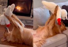 Perrito juguetón se viraliza en redes al mostrar amor con su peluche Foto: Inocente perrito causa interacciones en redes /cortesía
