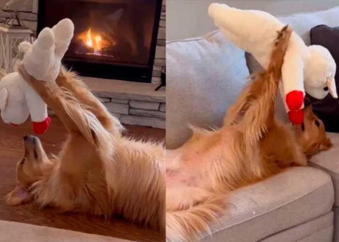 Foto: Inocente perrito causa interacciones en redes /cortesía