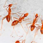 Australia teme ante plaga de hormigas amarillas que escupen ácido Foto: Hormigas un peligro en Australia /cortesía