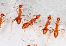 Australia teme ante plaga de hormigas amarillas que escupen ácido Foto: Hormigas un peligro en Australia /cortesía