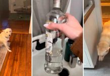 Inocente perrito termina «borracho» luego de tomarse dos botellas de alcohol Foto: Perrito causa sensación en redes /cortesía