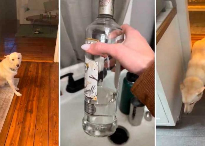 Foto: Perrito causa sensación en redes /cortesía