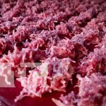 ¡Tradiciones de mi tierra, ya se prepara para las fiestas marianas en Jinotega! Foto: ¡Tradiciones de mi tierra, ya se prepara para las fiestas marianas en Jinotega!/TN8