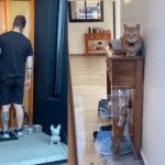 De no creer: Gata le abre la puerta a su dueño que se quedó afuera De no creer: Gata le abre la puerta a su dueño que se quedó afuera