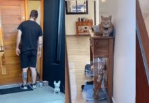 De no creer: Gata le abre la puerta a su dueño que se quedó afuera De no creer: Gata le abre la puerta a su dueño que se quedó afuera