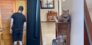 De no creer: Gata le abre la puerta a su dueño que se quedó afuera