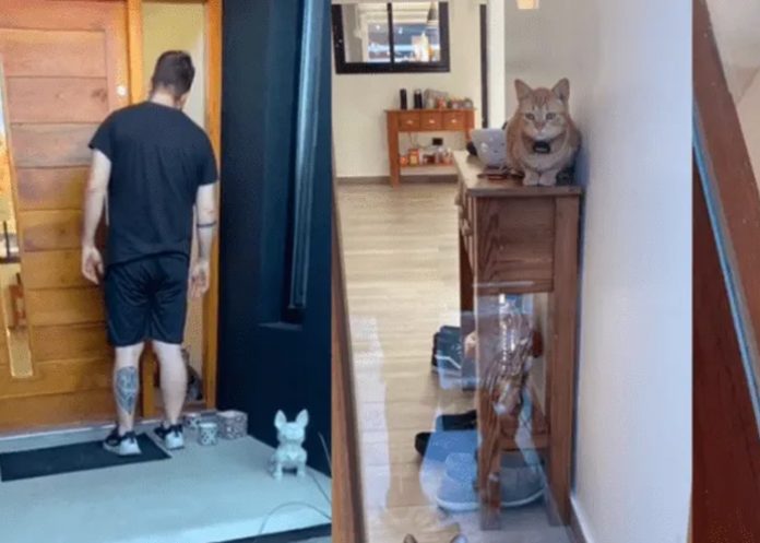De no creer: Gata le abre la puerta a su dueño que se quedó afuera