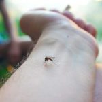 ¡Alarmante epidemia! Dengue causa 89 muertes y miles de casos en Guatemala Foto: ¡Alarmante epidemia! Dengue causa 89 muertes y miles de casos en Guatemala/Cortesía