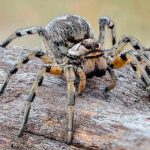 Araña lobo muerde a hombre y una de sus crías le comía el pie Araña lobo muerde a hombre y una de sus crías le comía el pie