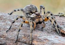 Araña lobo muerde a hombre y una de sus crías le comía el pie Araña lobo muerde a hombre y una de sus crías le comía el pie