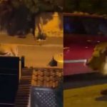 ¡Y se marchó! Un león escapa de un circo y siembra el miedo en las calles ¡Y se marchó! Un león escapa de un circo y siembra el miedo en las calles