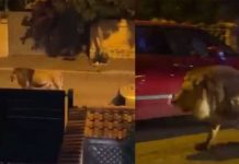 ¡Y se marchó! Un león escapa de un circo y siembra el miedo en las calles ¡Y se marchó! Un león escapa de un circo y siembra el miedo en las calles