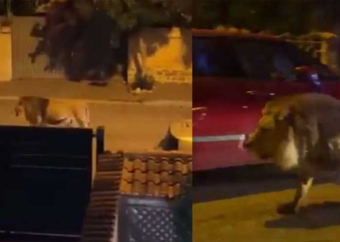 ¡Y se marchó! Un león escapa de un circo y siembra el miedo en las calles