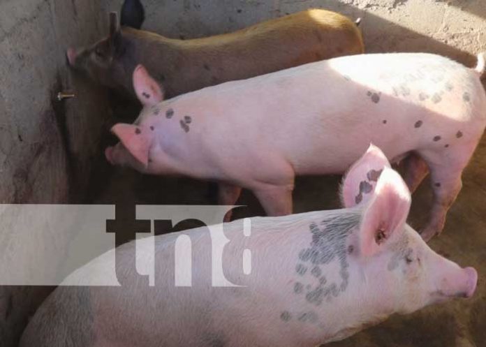 Foto: Aumento de capacidades productivas en el sector porcino en Las Sabanas, Madriz / TN8